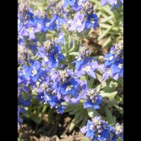 Veronique - Veronica polifolia (fam. Scrophulariacees) (Asie mineure) (2)